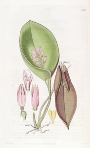 Acianthera prolifera
